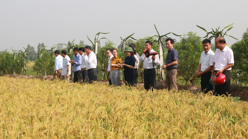 vietnam-hop-tien-agricultural-cooperative-1755009334.png