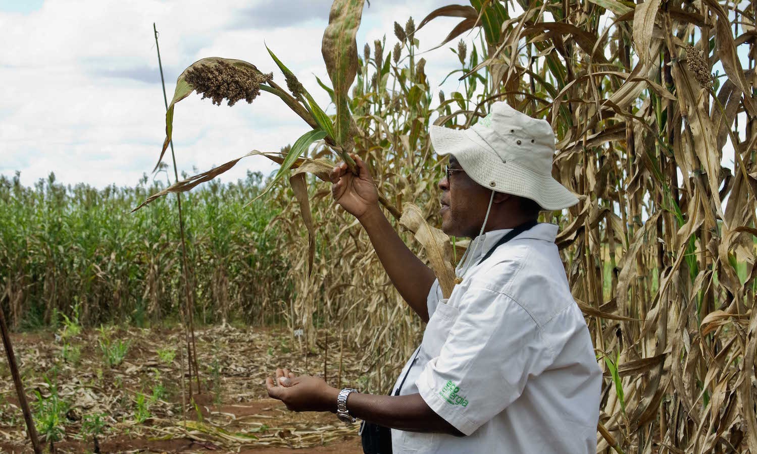 sweet-sorghum-foodtank1500-1755101138.jpg