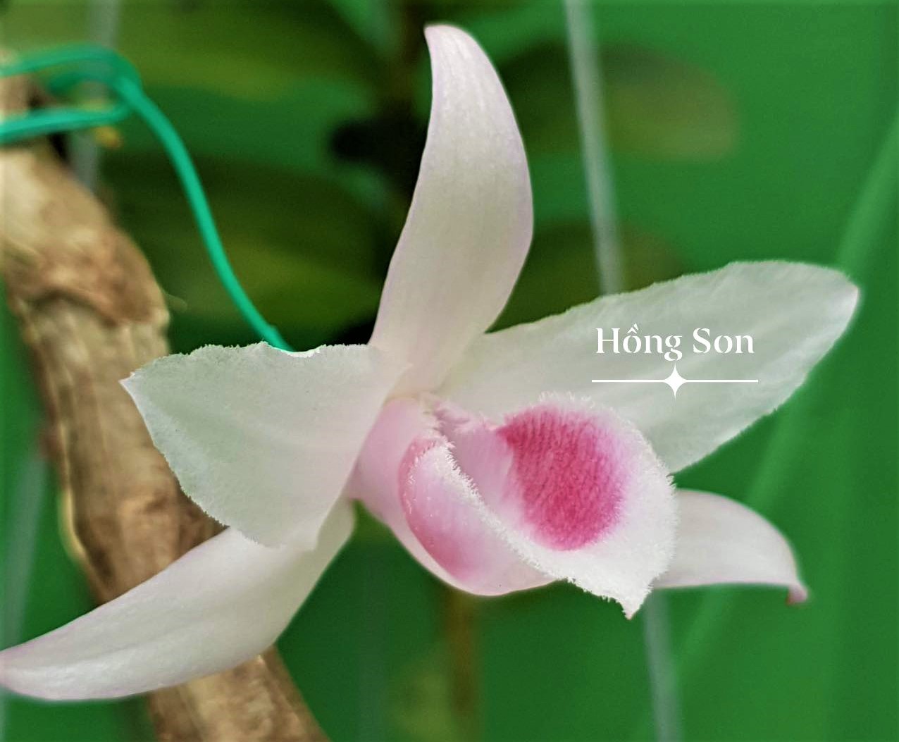 Cộng đồng Yêu Hoa lan Việt Nam