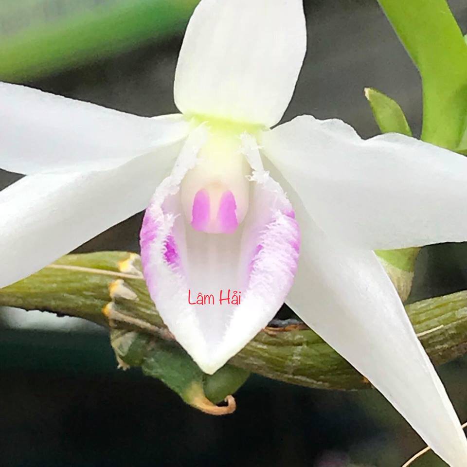 Sự thật hoa lan đột biến đắt hơn vàng: Choáng, 1 mầm bé tí giá 10 triệu