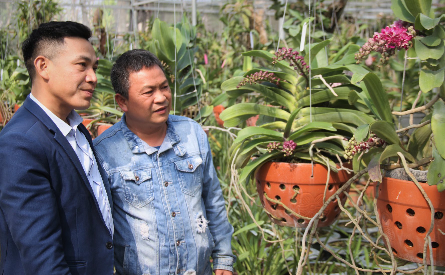Vườn lan Tấn Phong một địa chỉ cung cấp hoa lan Tết uy tín tại Hà Nội