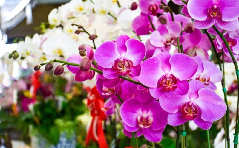 Cộng đồng Yêu Hoa lan Việt Nam