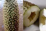 Mua được trái sầu riêng, thanh niên bỏ ra mà "tức cái lồng ngực"