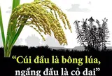 Cúi đầu là bông lúa, ngẩng đầu là cỏ dại