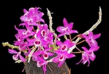 30 loại Lan rừng quý hiếm