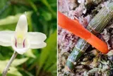 Sinh vật cảnh đã trở thành một truyền thống tốt đẹp, bằng các hoạt động thiện nguyện gây quỹ ủng hộ.