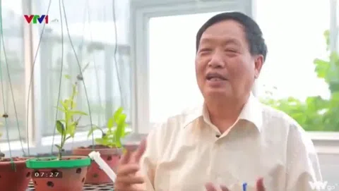 Vườn lan trên sân thượng giải pháp giảm hiệu ứng nhà kính trong đô thị