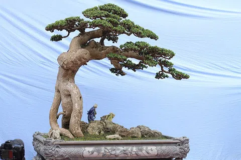 Thú chơi cây cảnh nghệ thuật của người Việt