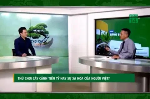 Thú chơi cây cảnh nghệ thuật của người Việt