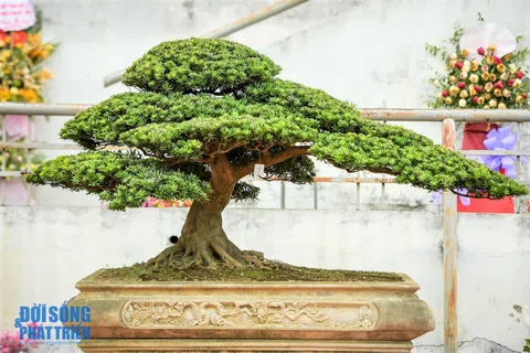 Bonsai art exhibition Zhejiang