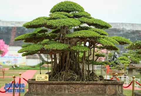 Cận cảnh tác phẩm cây cảnh nghệ thuật Thụ Lâm Bồng Thạch