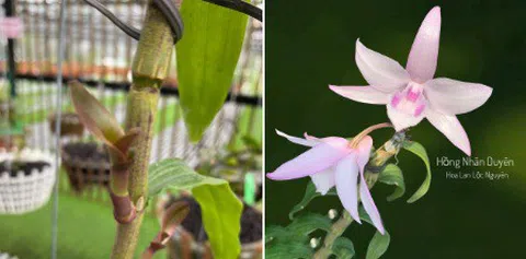 Thông tin về 2 buổi đấu giá Hoa lan đột biến!