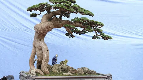 Thú chơi cây cảnh nghệ thuật của người Việt