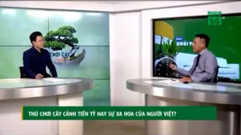 Thú chơi cây cảnh nghệ thuật của người Việt