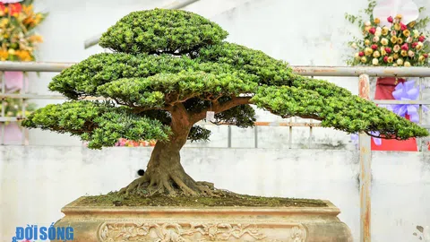 Bonsai art exhibition Zhejiang