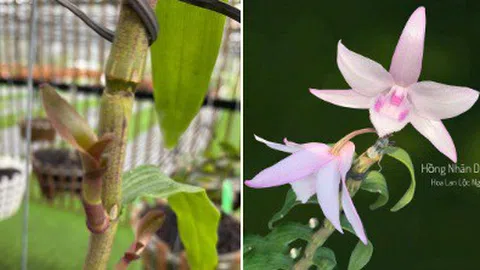 Thông tin về 2 buổi đấu giá Hoa lan đột biến!