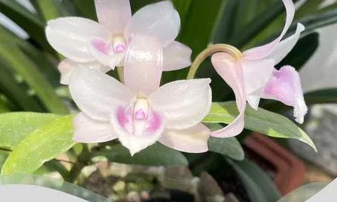 Tác phẩm Hồng Á Hậu của Nhà vườn Dũng Dân Dã