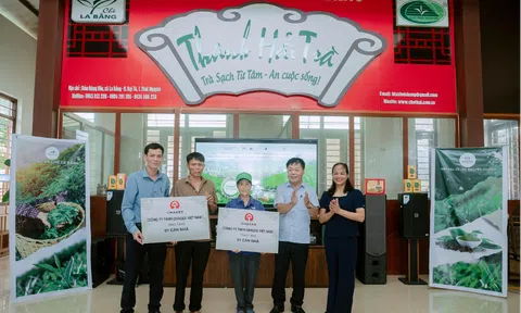 Thái Nguyên: Người dân trồng chè ở La Bằng với niềm vui an cư