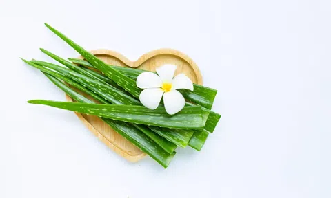 Tổng hợp cách sử dụng nha đam tươi và cách làm nước hoa hồng nha đam
