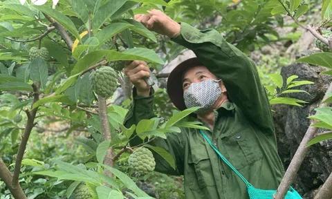 Chủ động phương án tiêu thụ na Chi Lăng trong điều kiện dịch bệnh