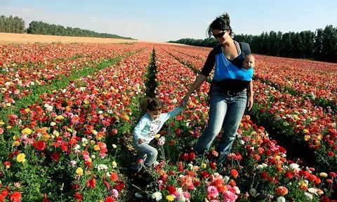 Kibbutz và Moshav: Những mô hình làm nên kỳ tích nông nghiệp và phát triển nông thôn ở Israel