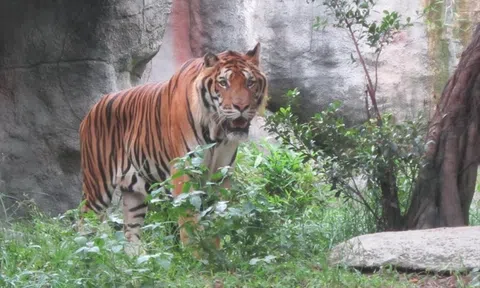 Nhìn lại việc kiểm soát, nuôi nhốt, cứu hộ và bảo tồn hổ ở Việt Nam