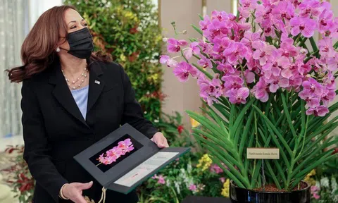 Singapore vừa đặt tên một loài hoa lan mang tên Phó Tổng thống Mỹ Harris: “Papilionanda Kamala Harris”