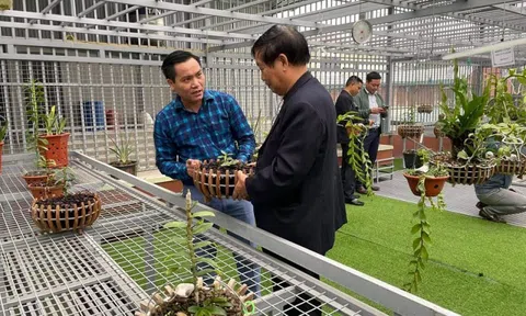 Nghệ nhân Dương Văn Lập: Cần tăng cường liên kết để phát triển ngành hoa lan Việt Nam