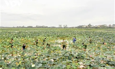 Công an huyện Ứng Hòa lội đầm hỗ trợ bà con thu hoạch sen