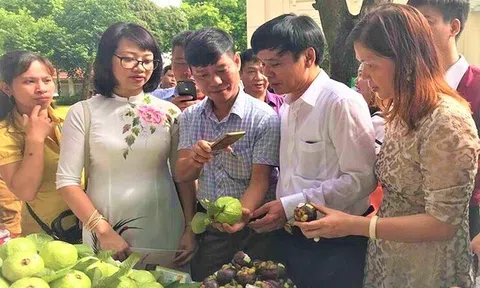 HTX Nông nghiệp Khánh Phong sản xuất sạch, ứng dụng công nghệ tạo giá trị khác biệt cho cây ăn quả