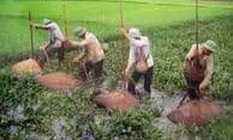 Đánh giậm