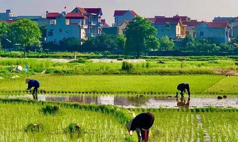 Ma mặt thớt (Ma ở làng Láng)