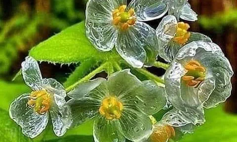 Cây hoa Diphylleia Grayi