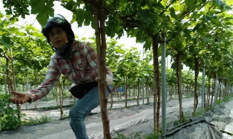Rau OCOP Đan Phượng cho thu lãi 50 triệu đồng/tháng giữa dịch Covid-19