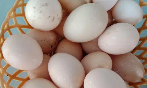 Cặp vợ chồng ở TP.HCM trồng rau, chia tặng hàng xóm trong dịch