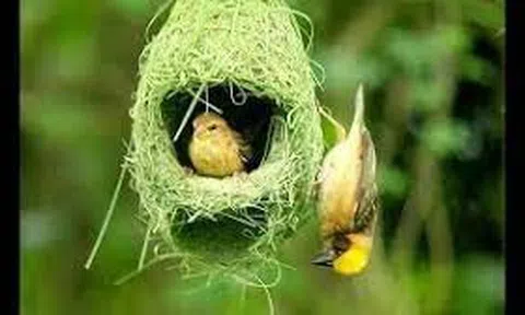 Mùa dòng dọc gọi bầy