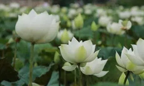 Giờ này em ở đâu?