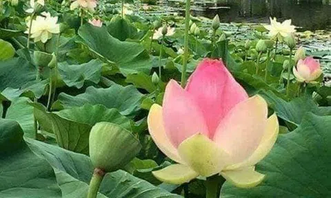 Tản mạn về sen