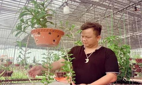 Nghệ nhân Nguyễn Đăng Ghin: Thị trường hoa lan sớm sôi động trở lại