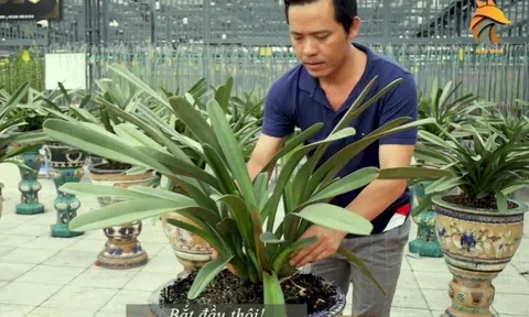 Vườn Lan Hai Beo: Hướng dẫn kỹ thuật xử lý lan kiếm bị thối nhũn thân