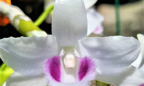 5 cánh trắng Hiển Oanh – Vẻ đẹp tinh khiết của một bông "Quốc dân" được nhiều người yêu thích