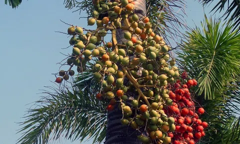 Mất giỗ đổ cau chả được cái gì
