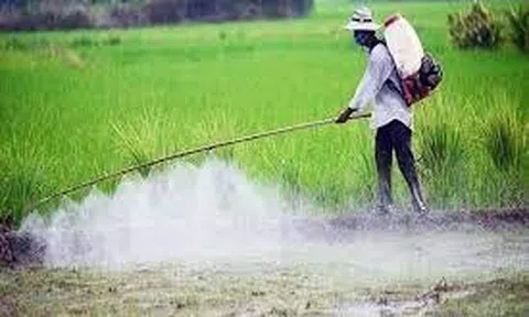 Sử dụng thuốc trừ cỏ dại sao cho hiệu quả khi mùa vụ đang đến gần