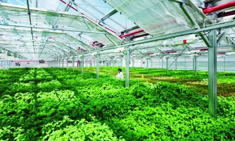 Khu nông nghiệp công nghệ cao là gì? Thuận lợi và khó khăn