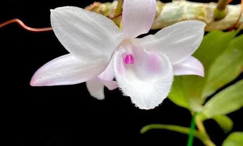 Thị trường Hoa lan sôi động trở lại sau dịch COVID19