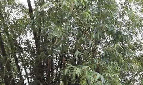 Ông Bõ
