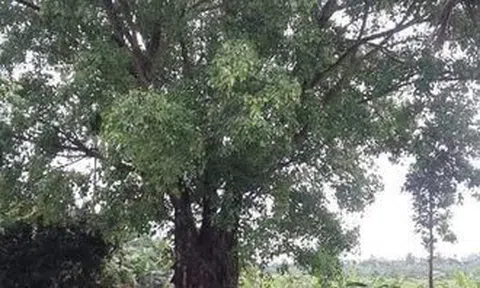 Nhớ thương