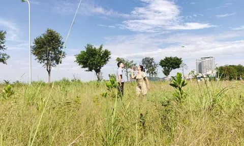 Chị em cây khế