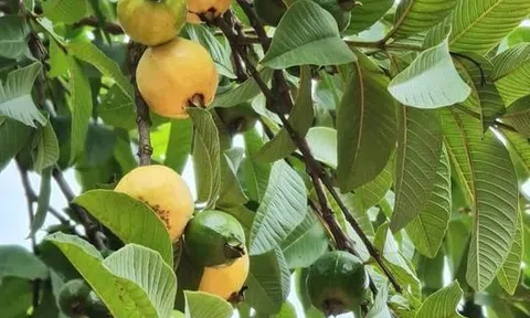 Nhớ trung thu cũ mùa trăng