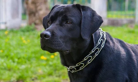 Ký ức con Đen